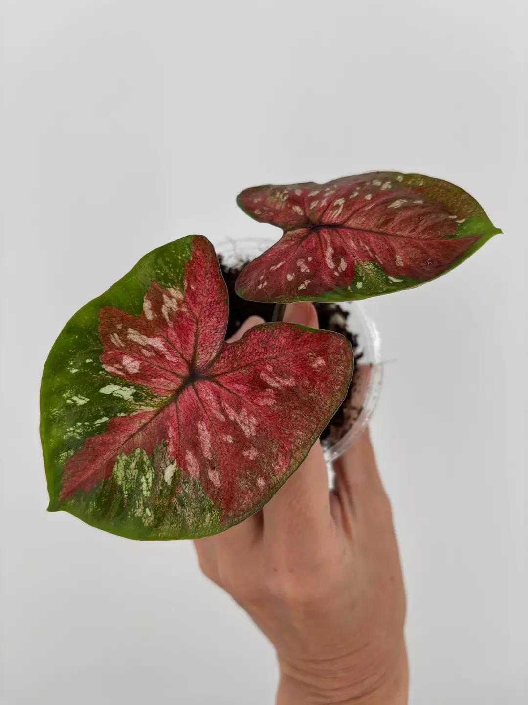RARE! Caladium Thai Hybrid Plant # 501 thumbnail