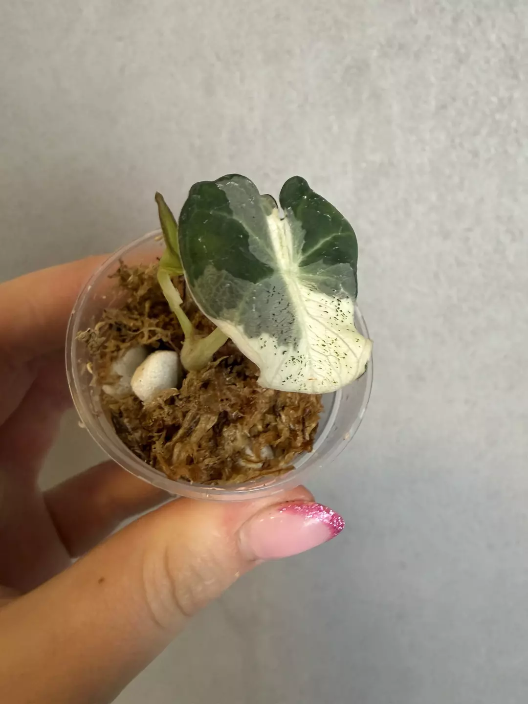 Alocasia Black Velvet Dalmation thumbnail