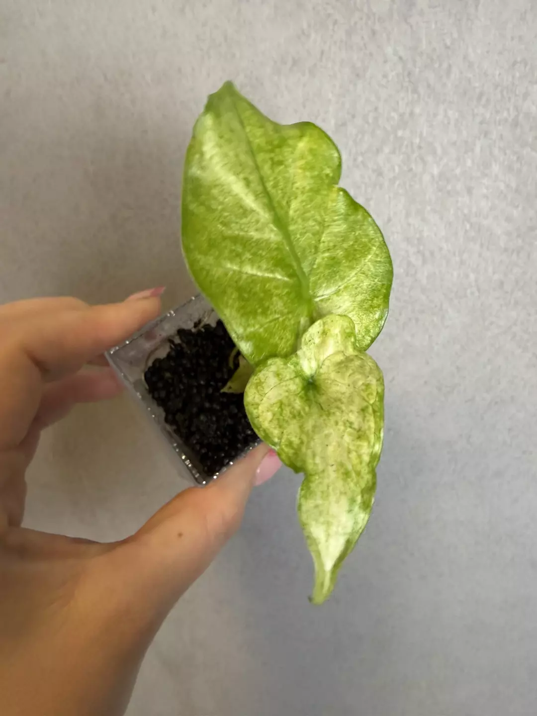 Alocasia Odora Mint Mutation thumbnail