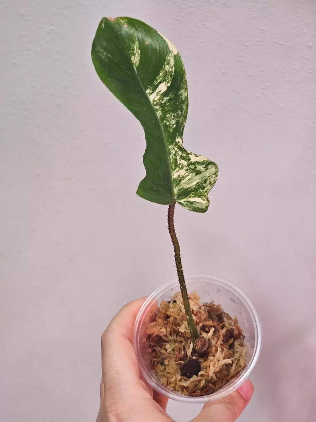 Florida beauty x squamiferum thumbnail