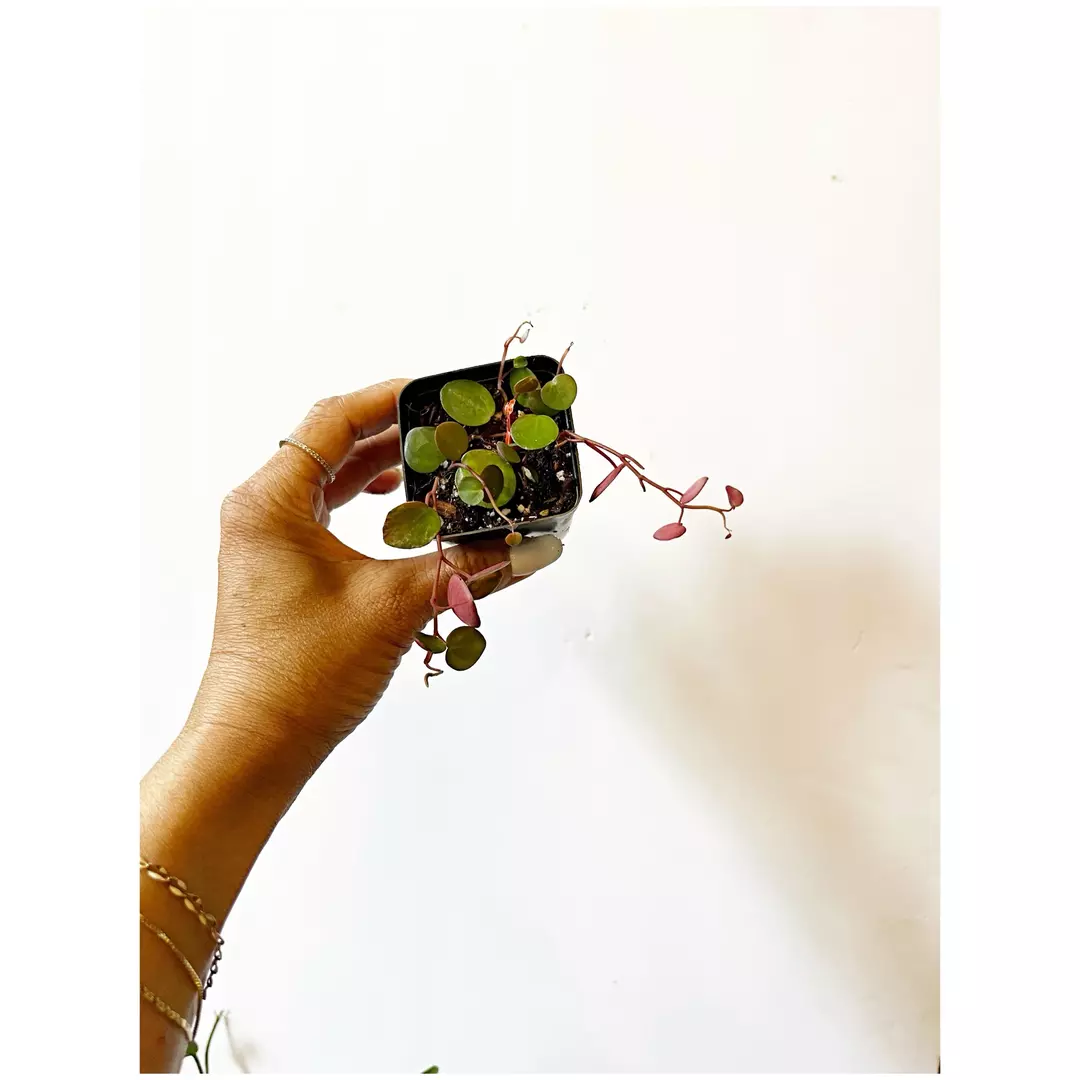 Peperomia Ruby Cascade *gc thumbnail