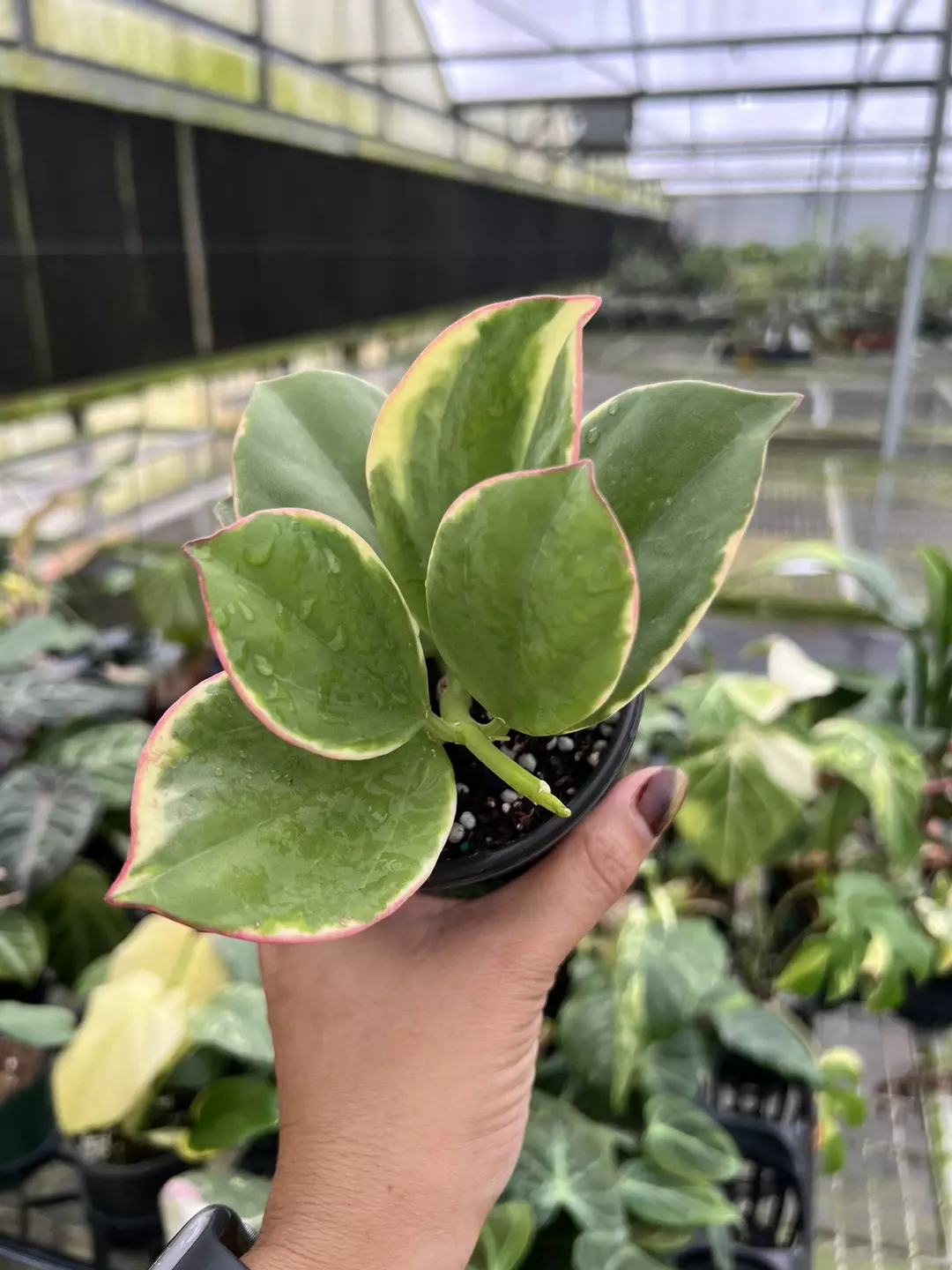 4” Hoya Pachyclada Outer Variegated B - Exact Plant🌱 thumbnail