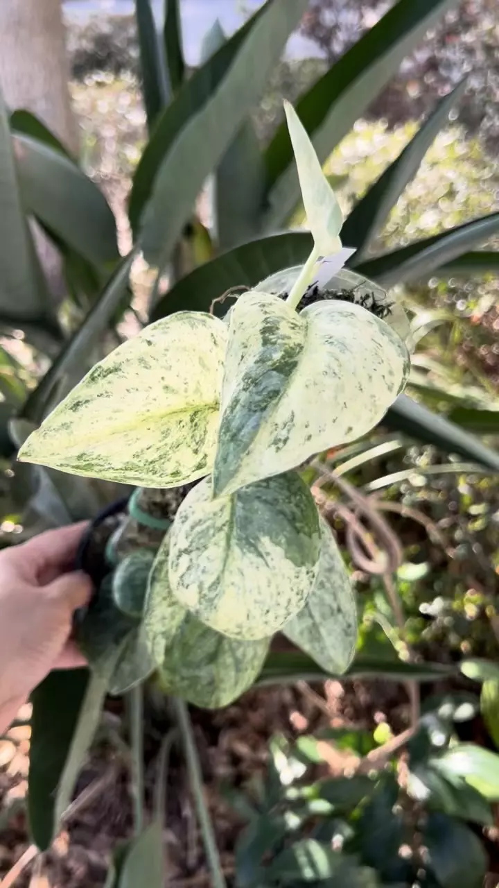 4” Scindapsus Halimoon - Exact Plant🌱 thumbnail