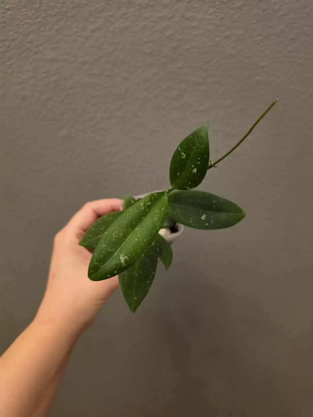 Hoya KGD353-KF7 (H. Ko Chang Island OP seed) thumbnail