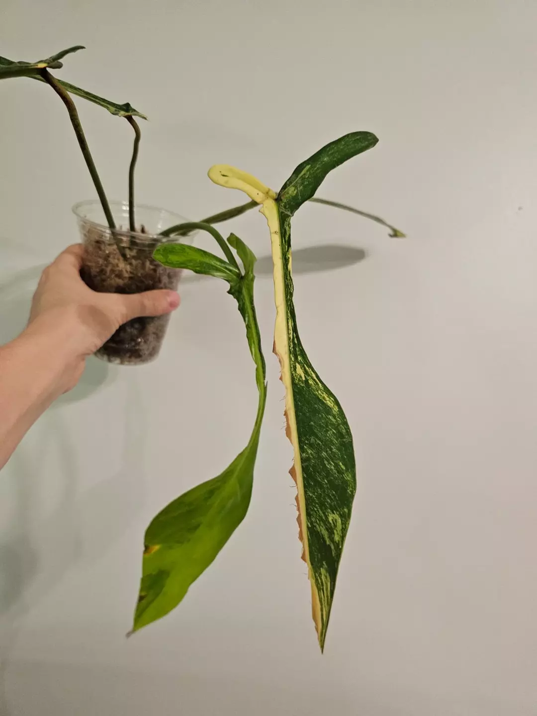 Philodendron joepii variegated thumbnail