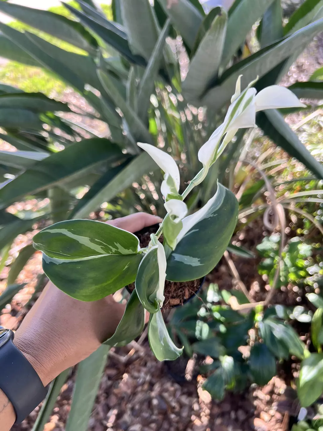3” Scindapsus Treubii Moonlight Albo Variegated B - Exact Plant🌱 thumbnail