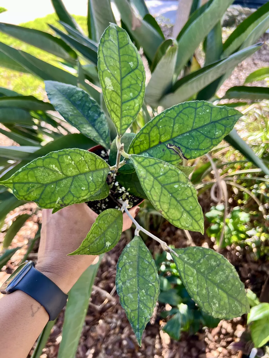 4” Hoya Callistophylla B - Exact Plant🌱 thumbnail