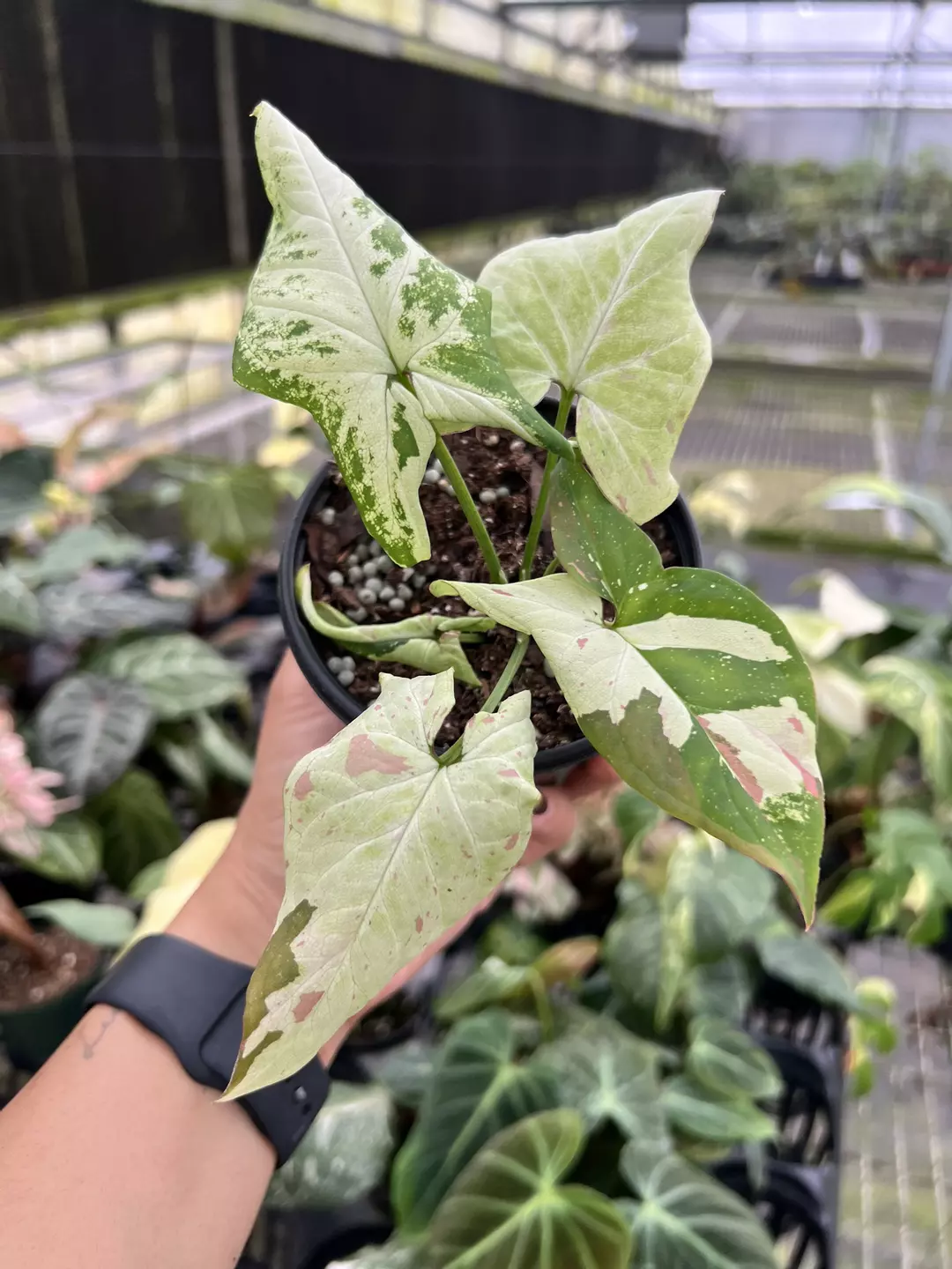 4” Syngonium Green Tea Salmon C - Exact Plant🌱 thumbnail