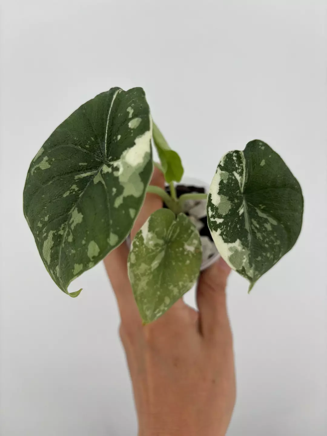 Alocasia Melo Albo Varigated Plant # 490 thumbnail