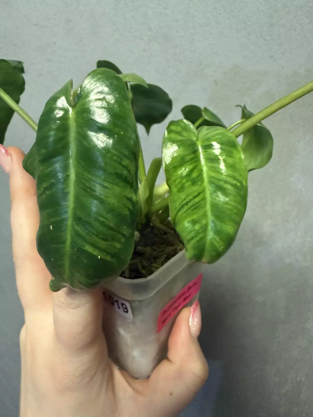 HOT BUY!! Philodendron Burle Marx ‘Tiger Mint’ thumbnail