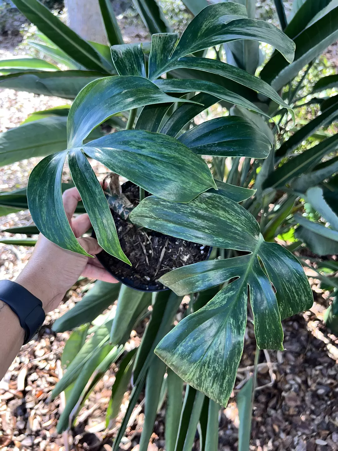 6” Rhaphidophora Decursiva Dragon Tail Variegated B - Exact Plant🌱 thumbnail