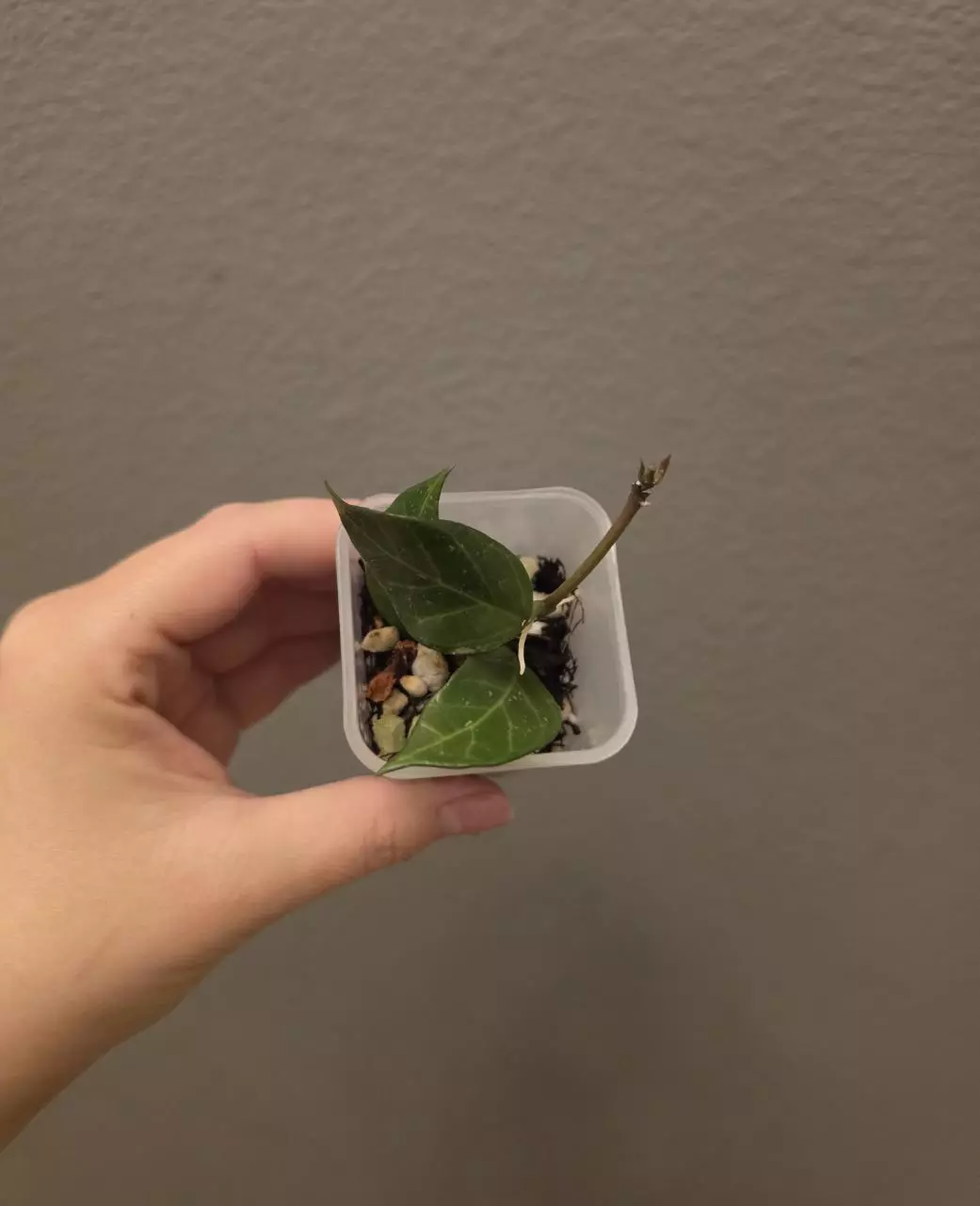 Hoya 'Sunrise' thumbnail