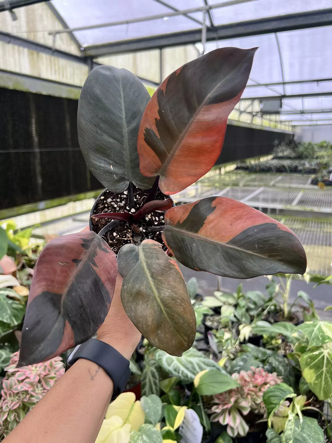4” Philodendron Black Cardinal Variegated - Exact Plant🌱 thumbnail