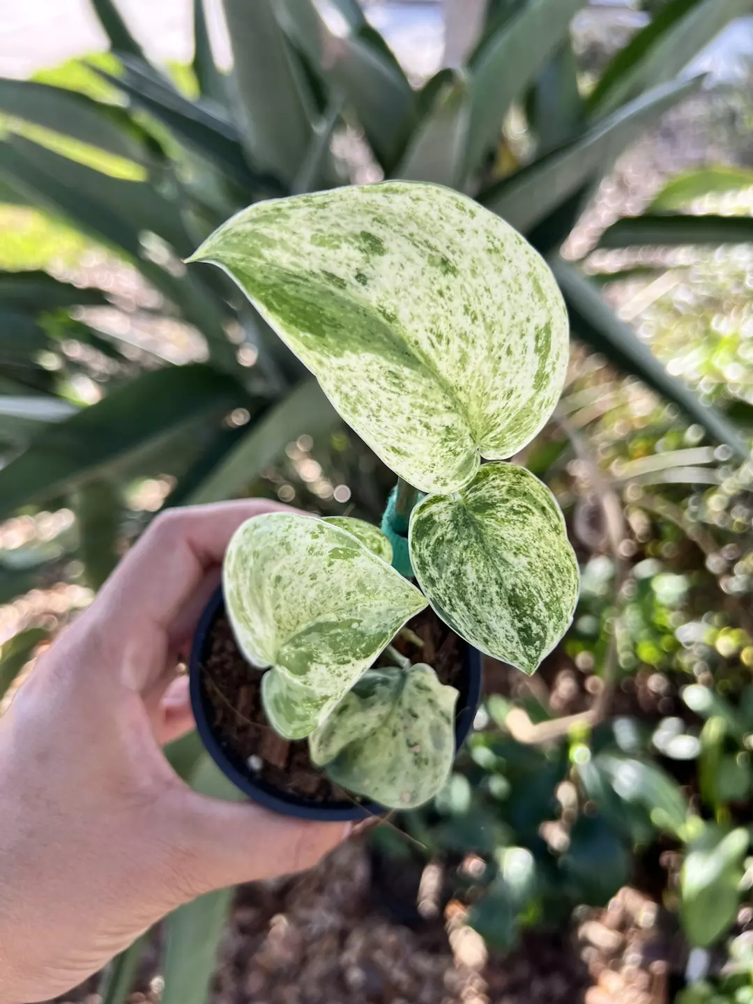 3” Scindapsus Jade Satin Marble Variegated - Grower’s Choice💚 thumbnail