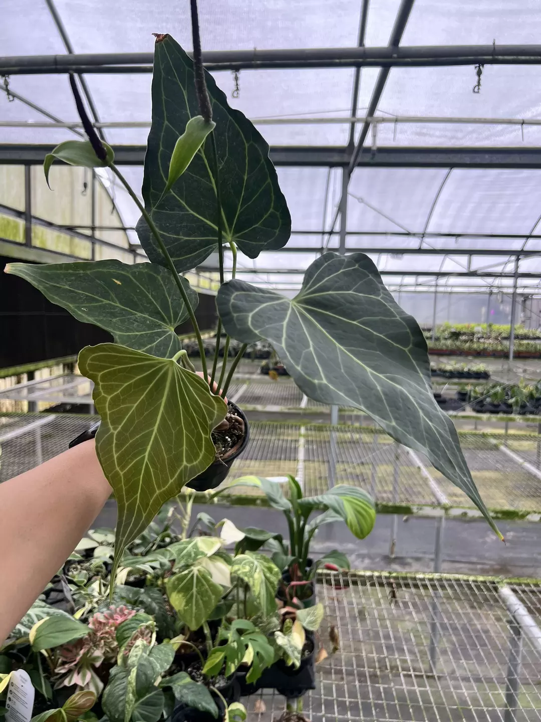 4” Anthurium Delta Force Mature Leaves - Exact Plant🌱 thumbnail