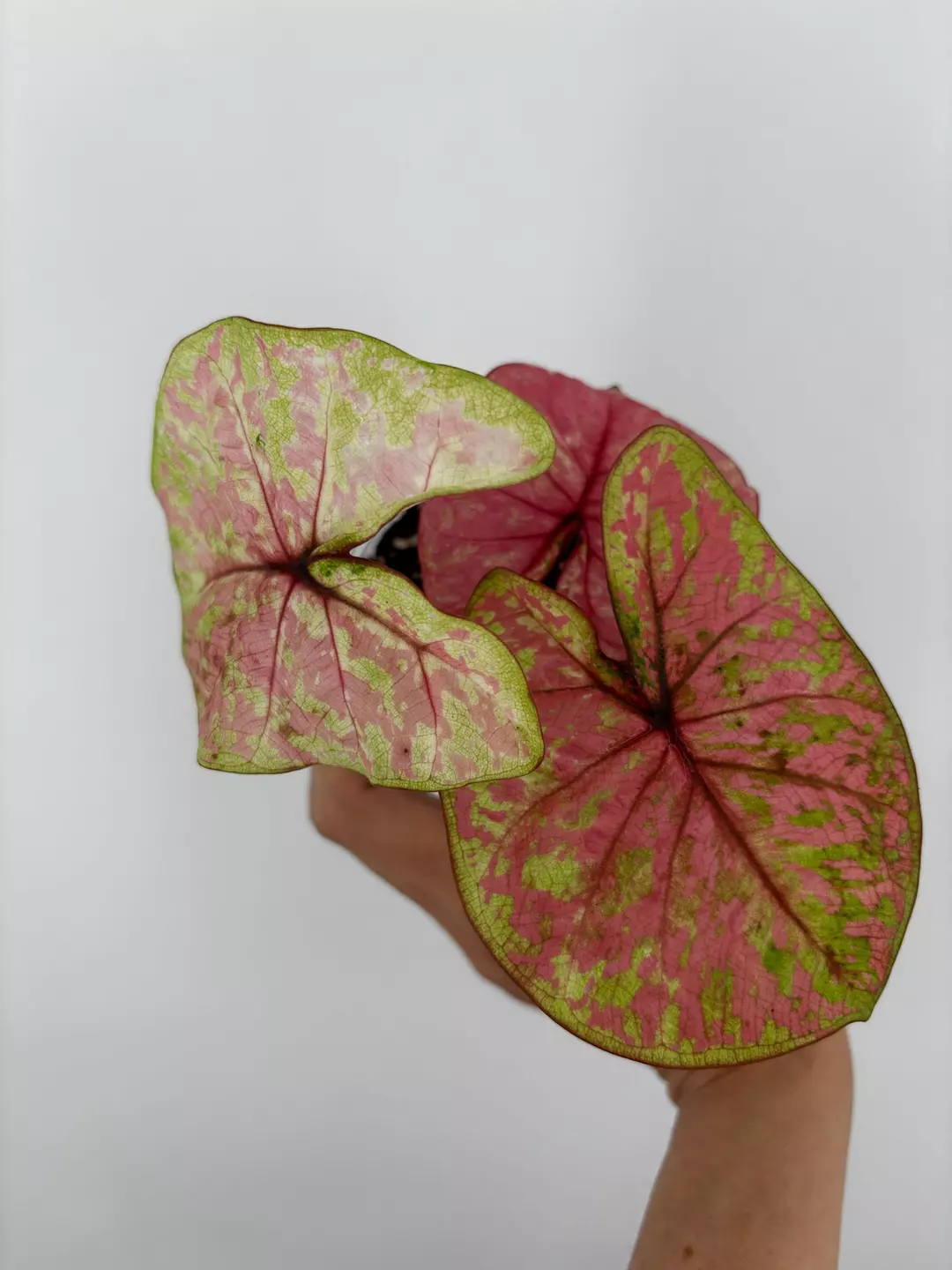 RARE! Caladium Thai Hybrid Plant # 506 thumbnail