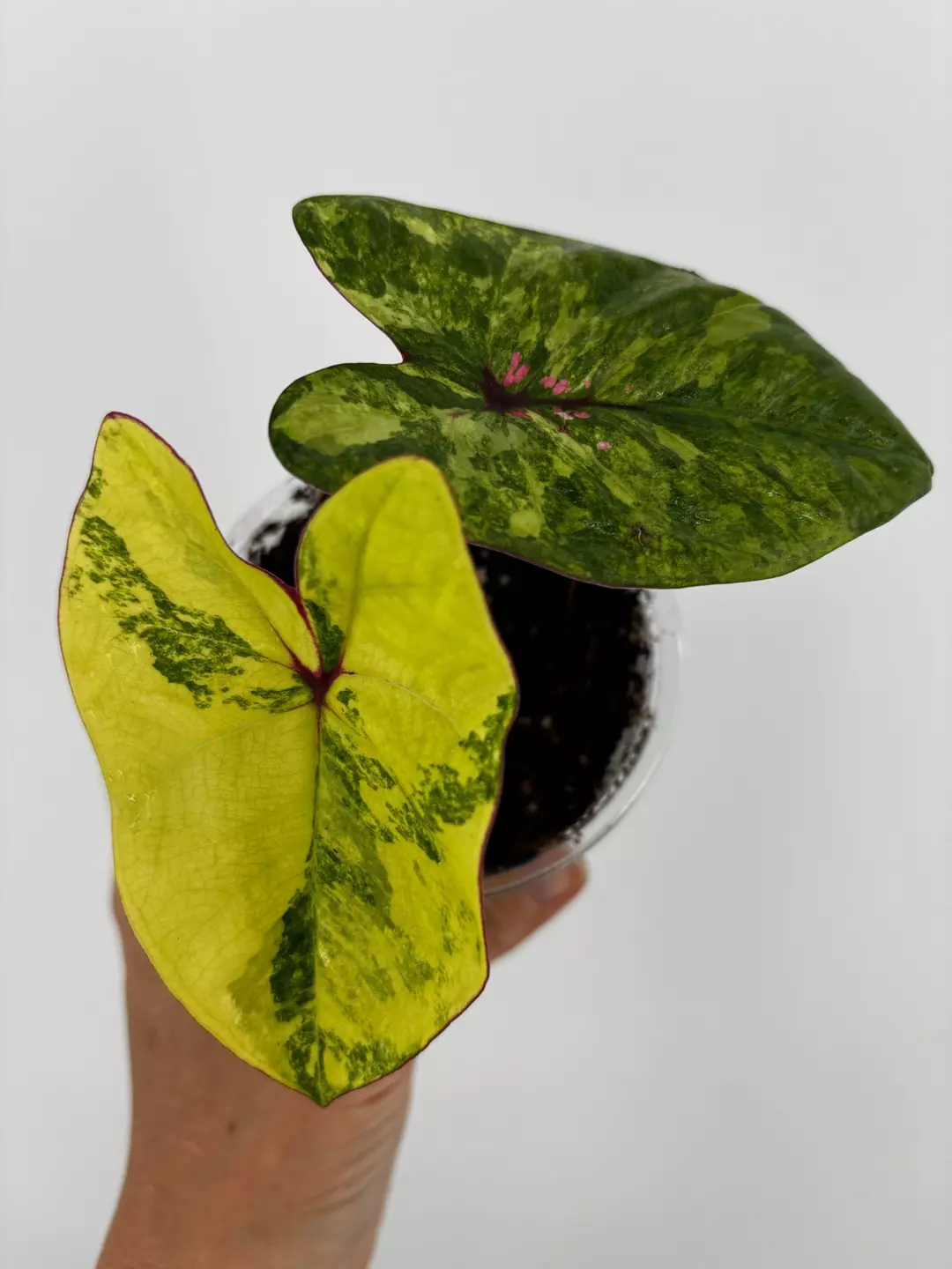 RARE! Caladium Thai Hybrid Plant # 503 thumbnail