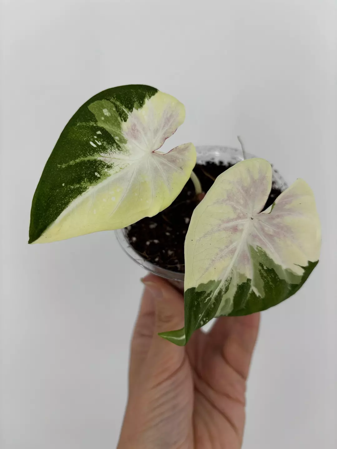 RARE! Caladium Thai Hybrid Plant # 496 thumbnail