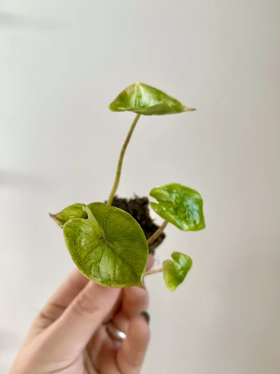 Alocasia Yucatan Princess 7064 thumbnail