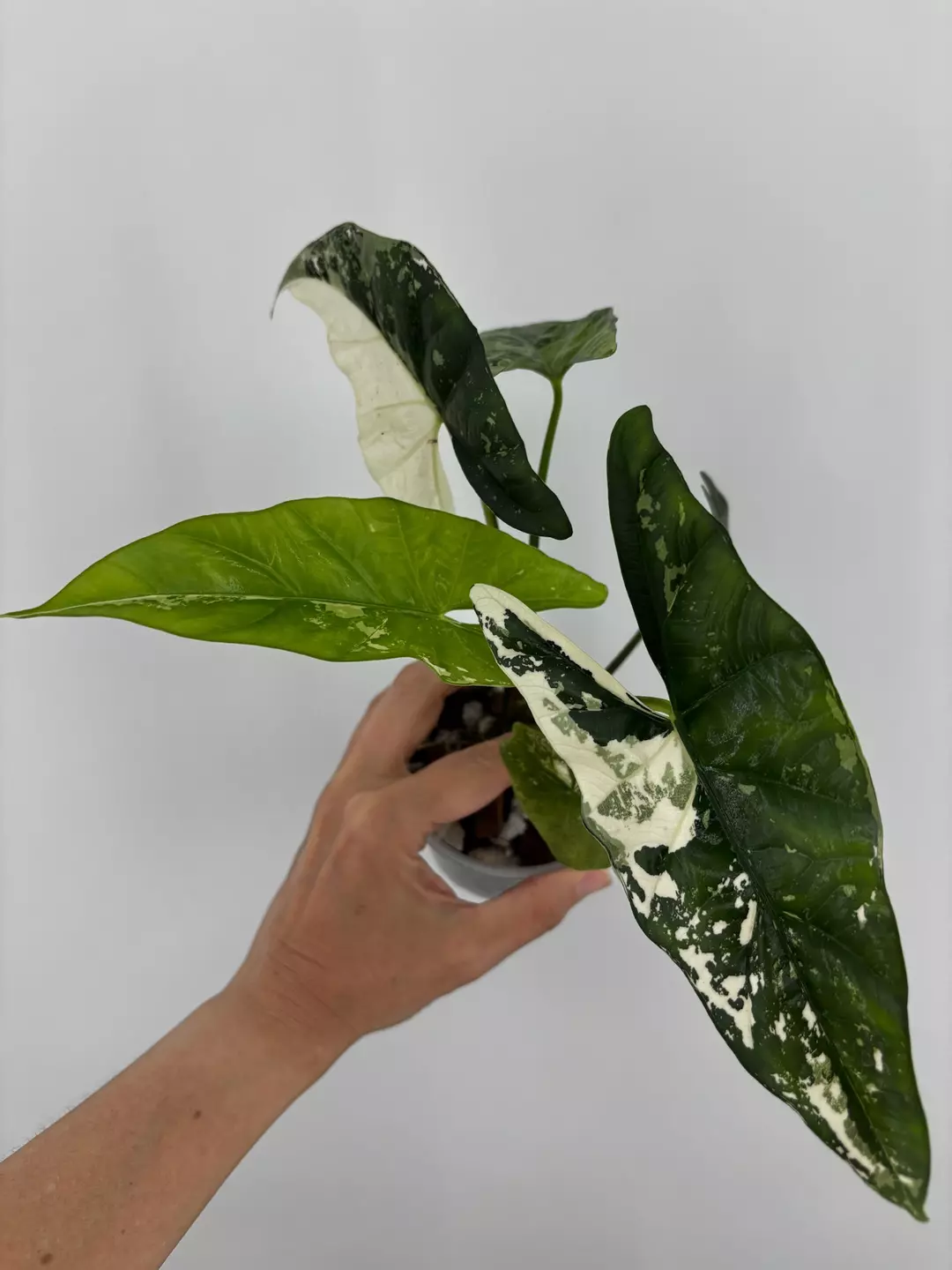 Alocasia Simpo Albo Variegated Plant # 493 thumbnail