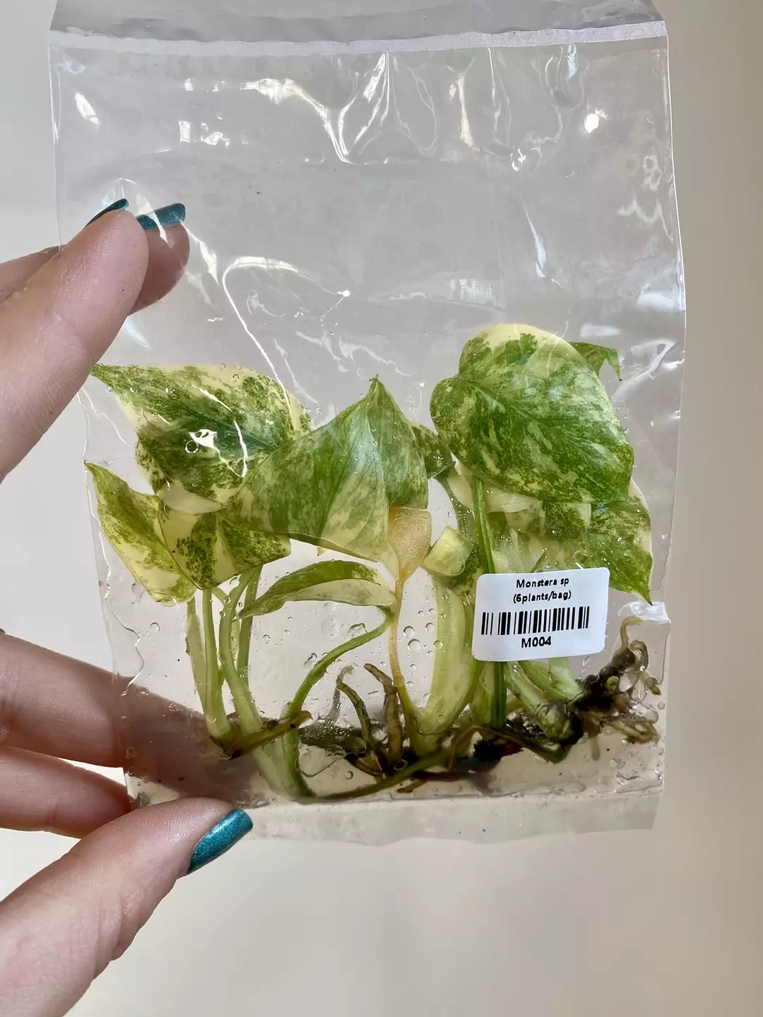 TC Monstera Legacy 6pack (Grower's Choice) thumbnail