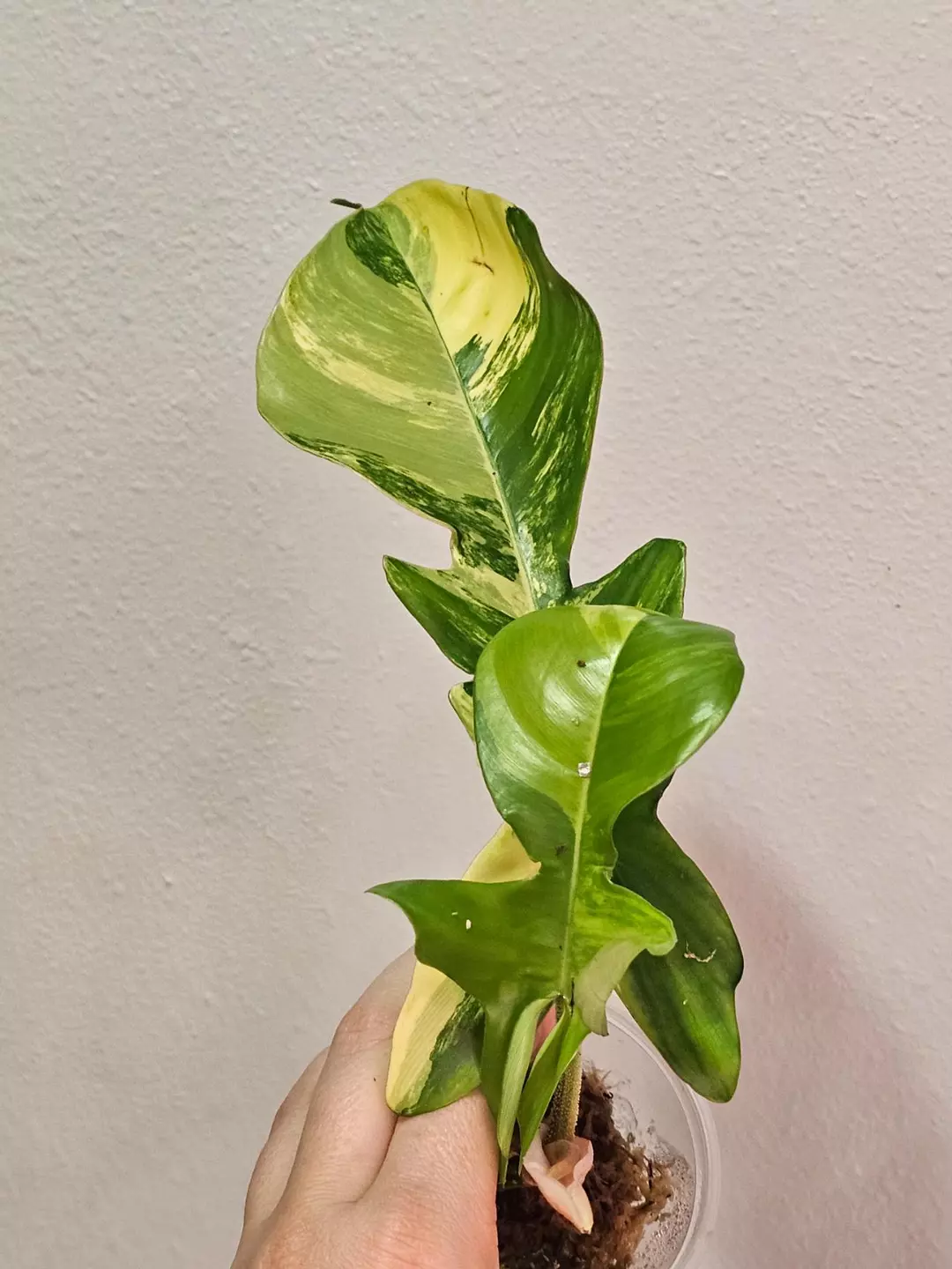 Florida beauty x squamiferum top cut thumbnail