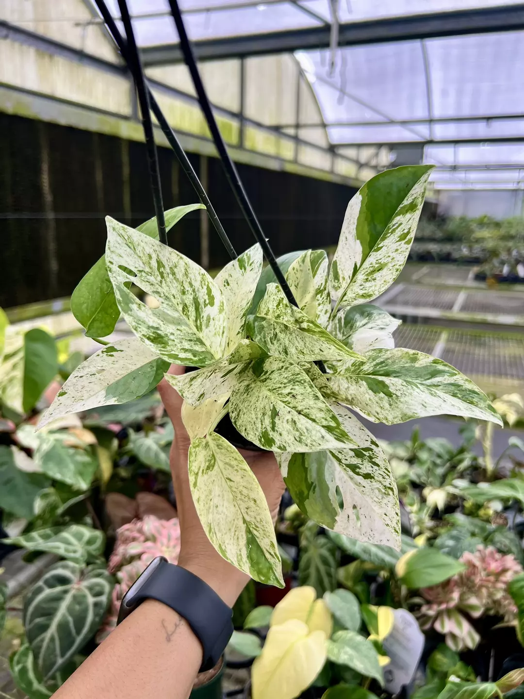 4” Epipremnum Pinnatum Marble A - Exact Plant🌱 thumbnail