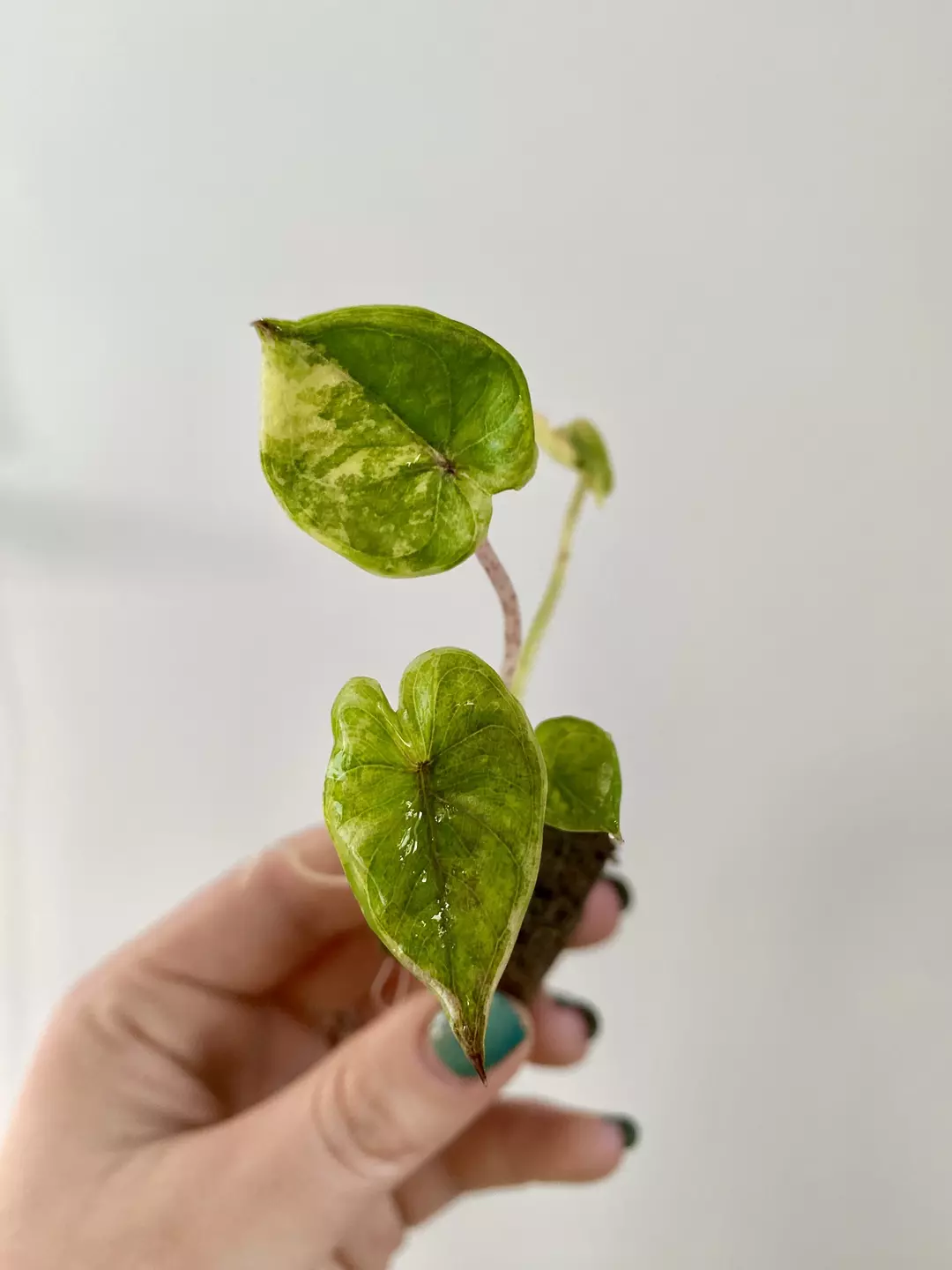 Alocasia Yucatan Princess 7063 thumbnail