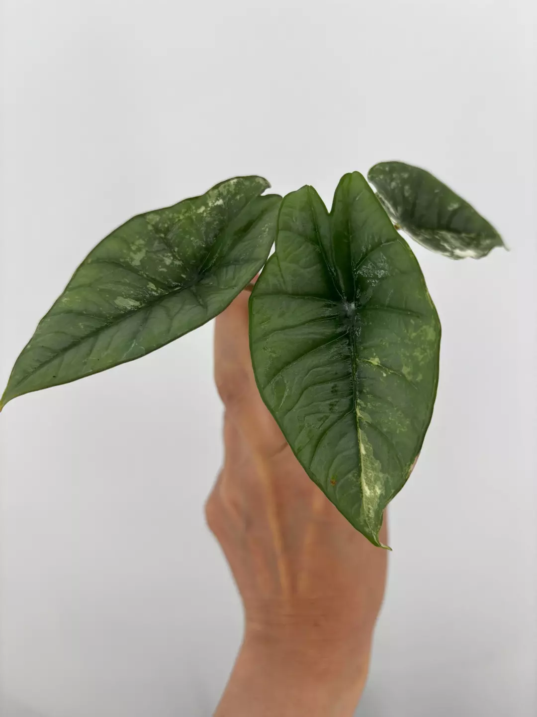 Alocasia Platinum Albo Variegated Plant # 491 thumbnail