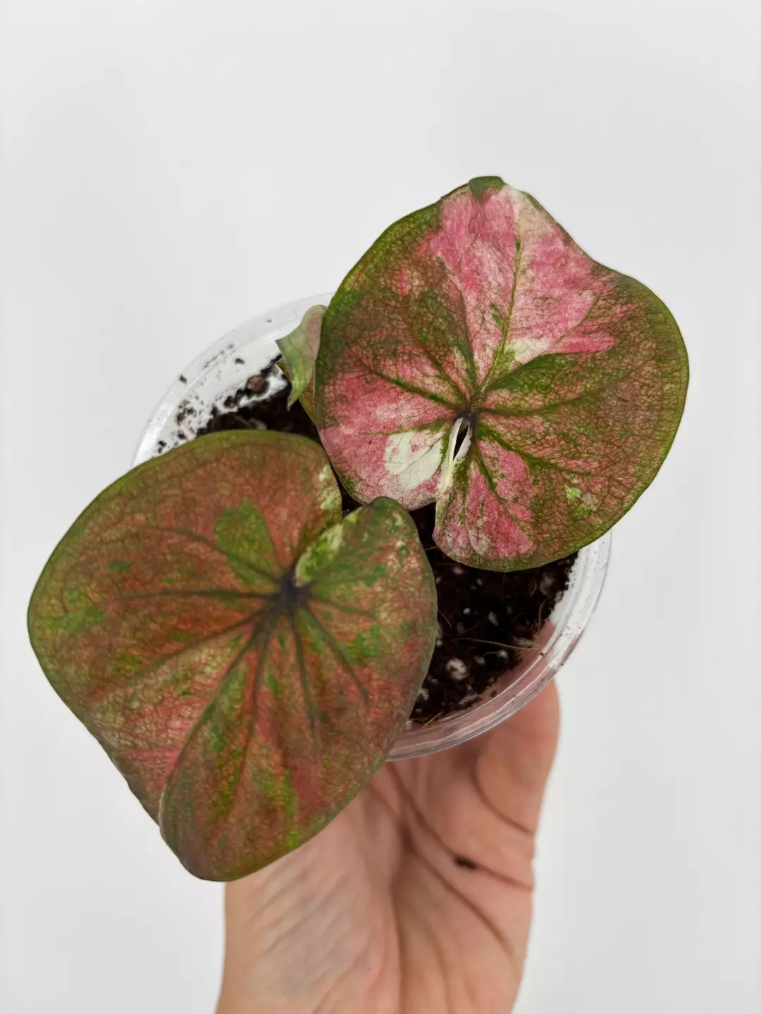 RARE! Caladium Thai Hybrid Plant # 500 thumbnail