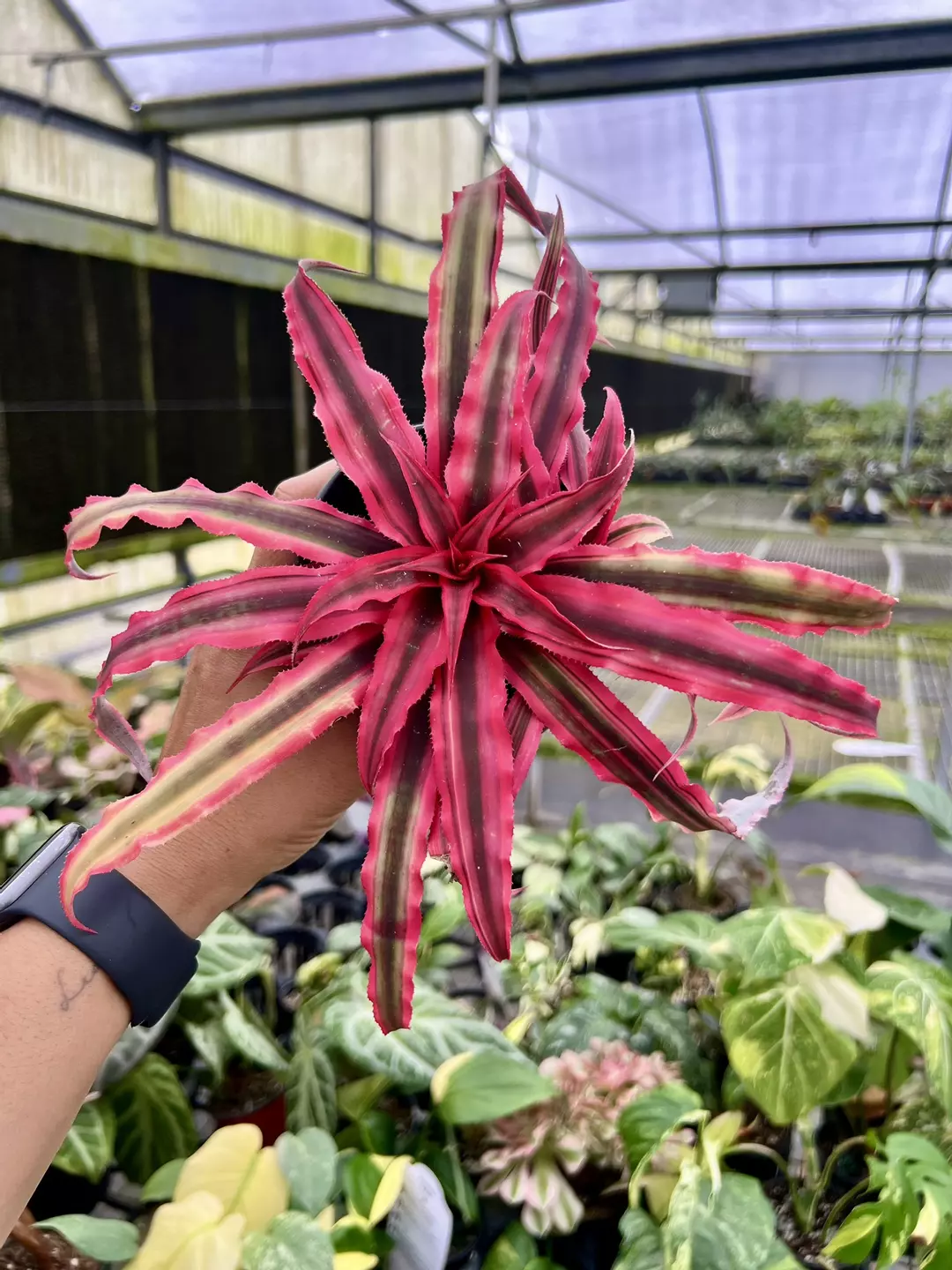 4” Cryptanthus Pink - Grower’s Choice💚 thumbnail
