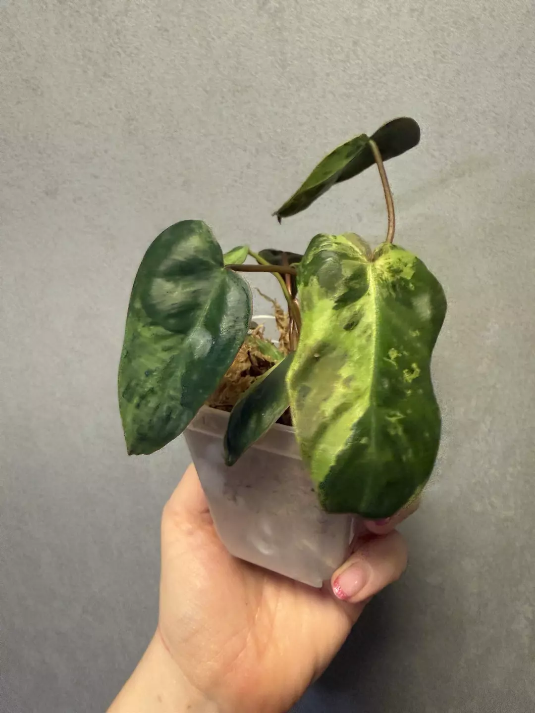 Philodendron El Choco x Billietiae Variegated thumbnail