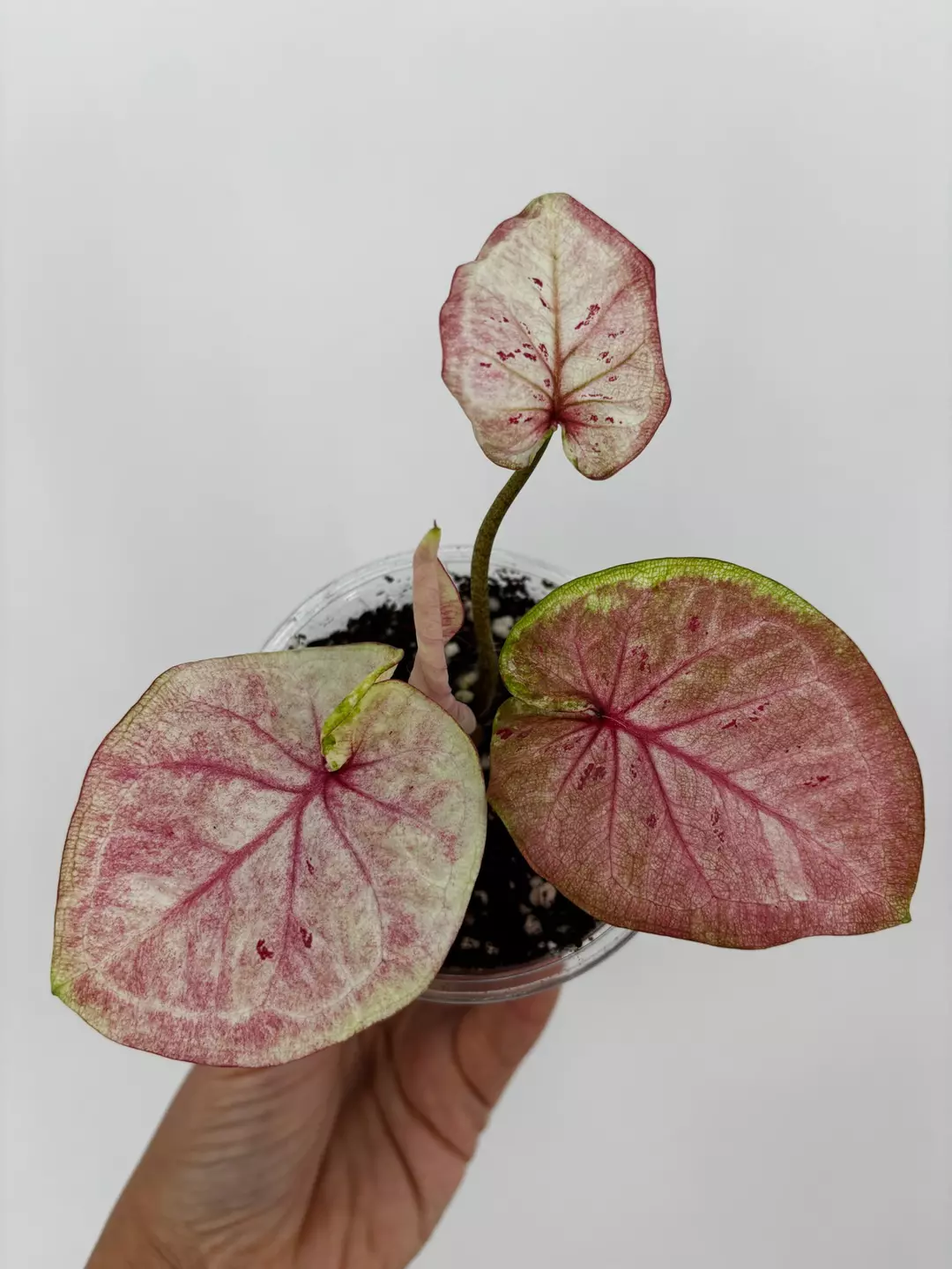 RARE! Caladium Thai Hybrid Plant # 499 thumbnail