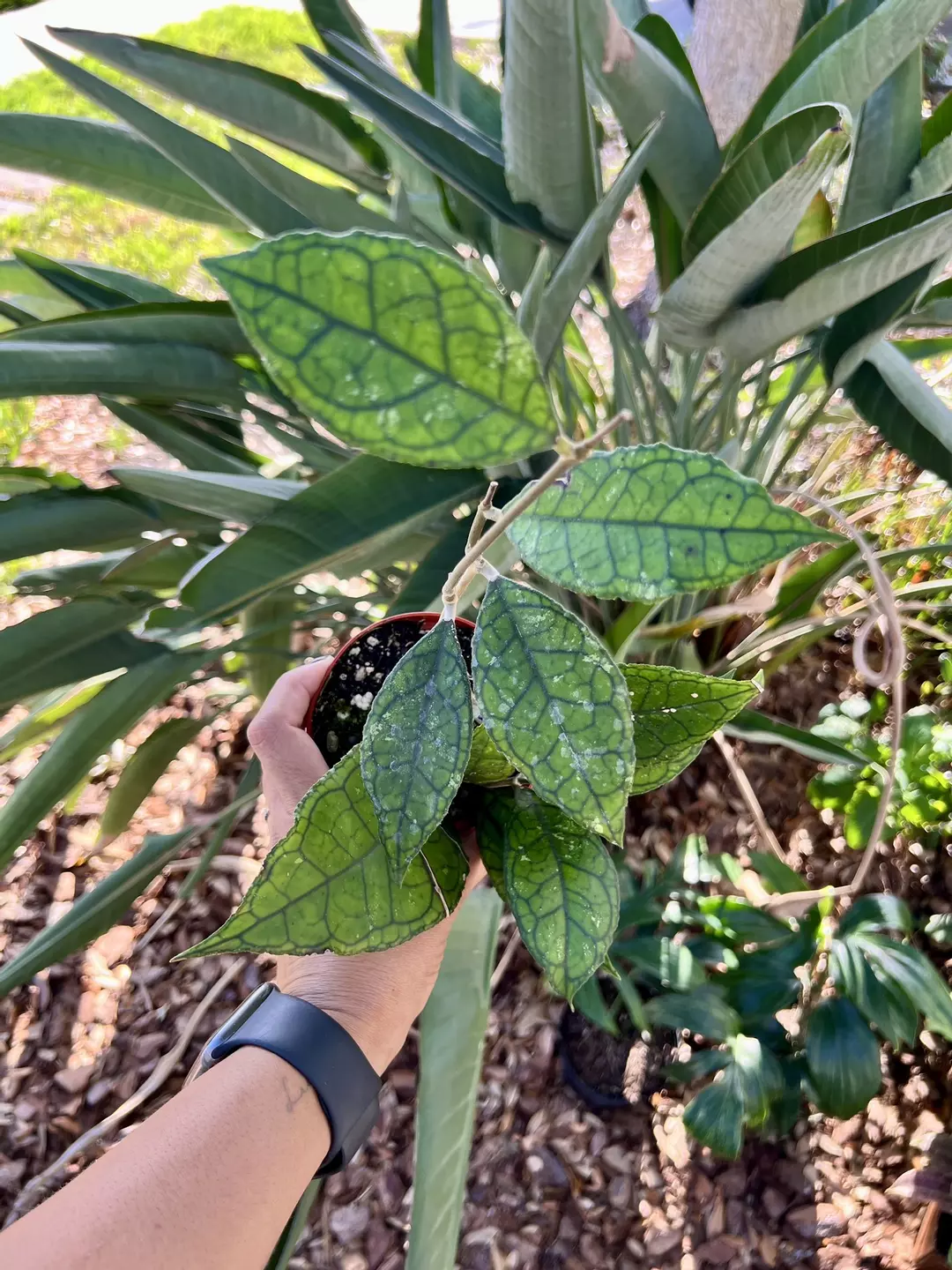 4” Hoya Callistophylla A - Exact Plant🌱 thumbnail