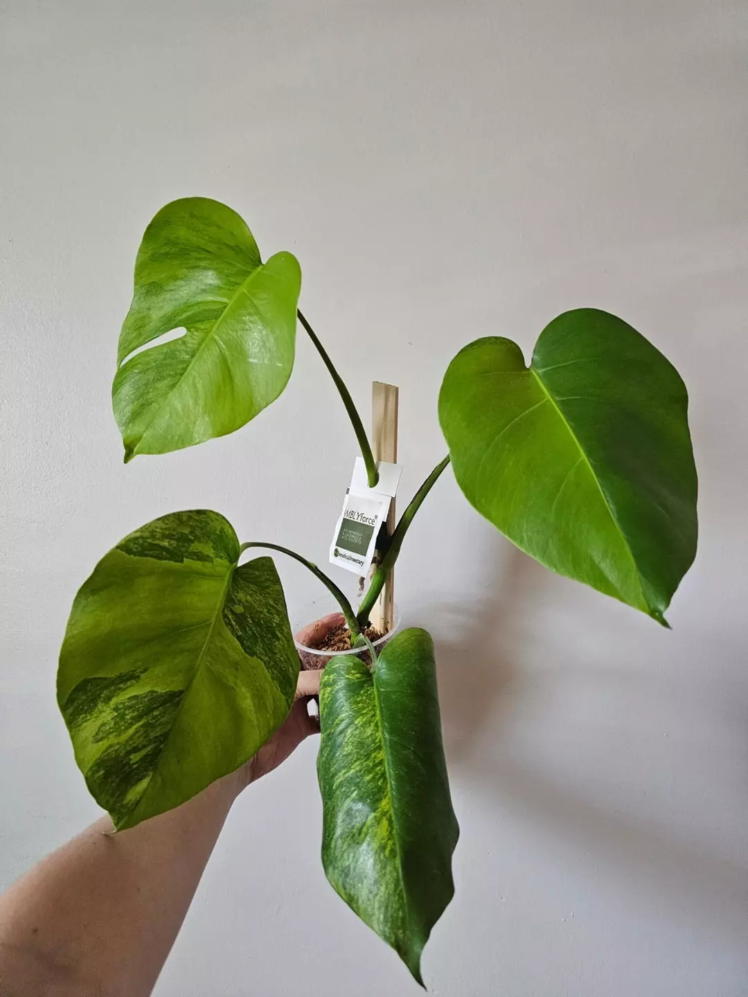 Monstera GOG green on green thumbnail