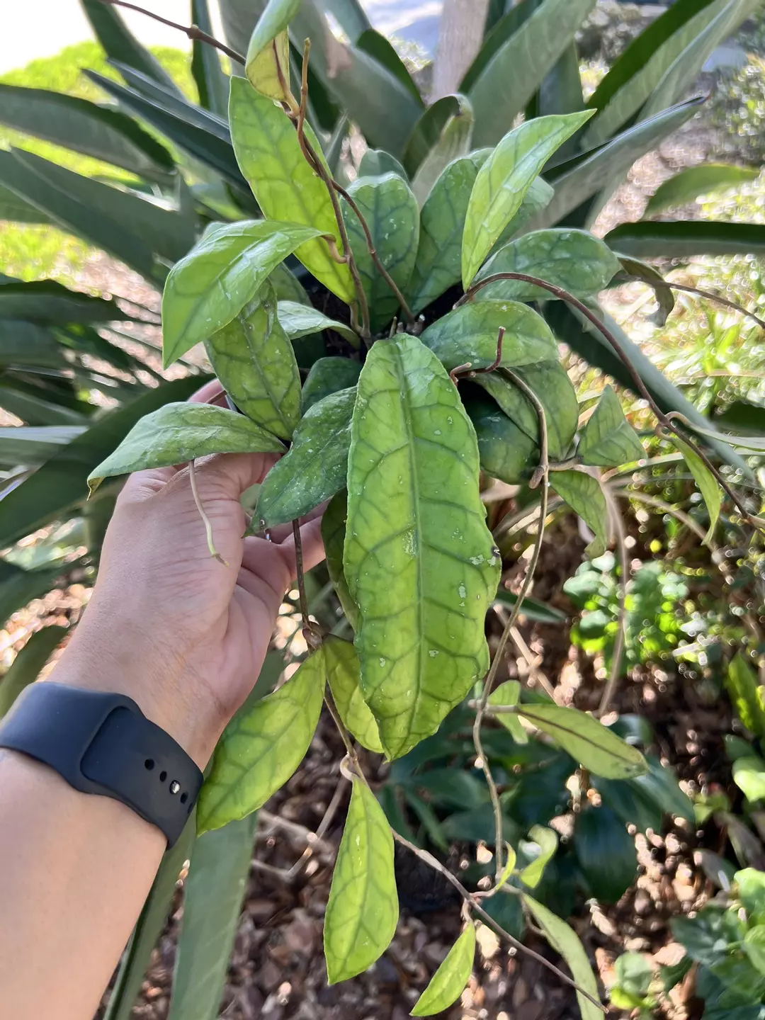 6” Hoya Callistophylla Long Vine - Exact Plant🌱 thumbnail