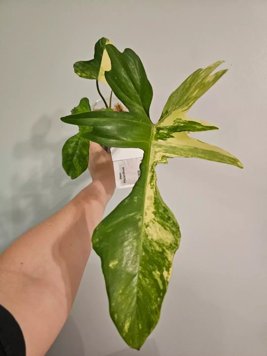 Philodendron Kitina florida beauty x mayoi thumbnail