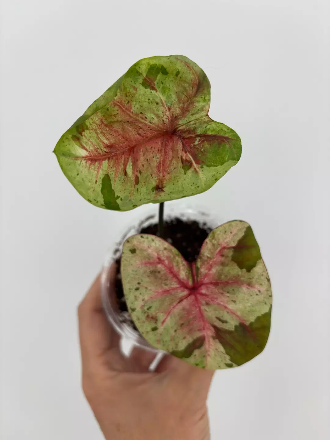 RARE! Caladium Thai Hybrid Plant # 502 thumbnail