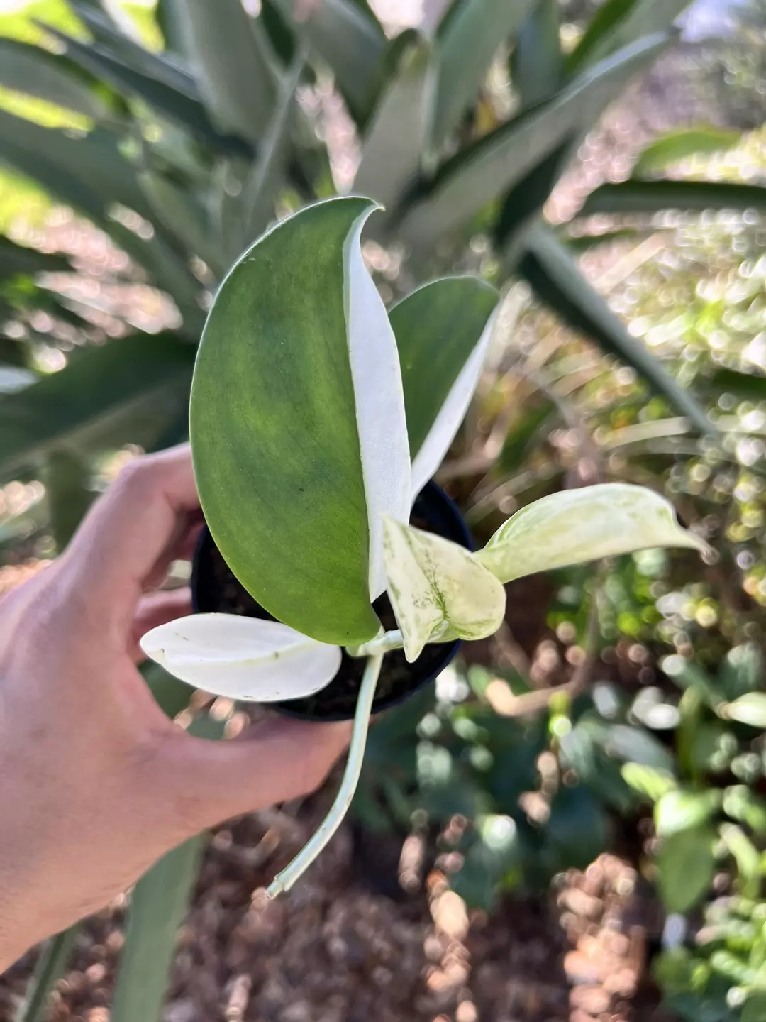 3” Scindapsus Treubii Moonlight Albo Variegated A - Exact Plant🌱 thumbnail