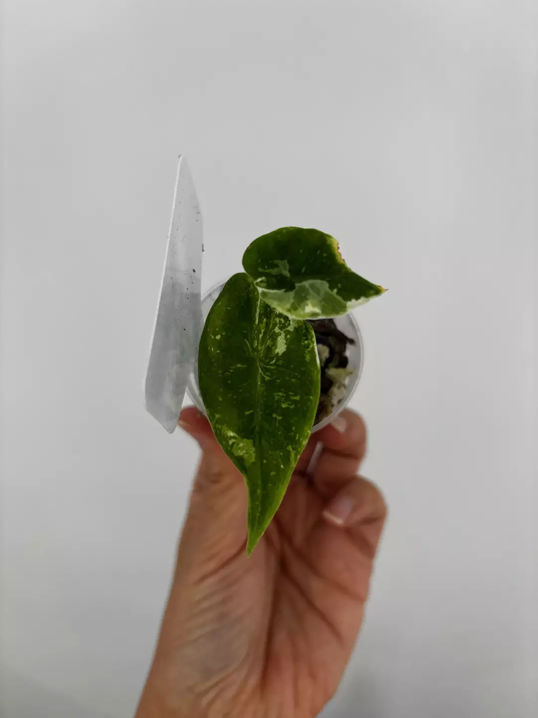 Alocasia Pink Dragon Cream Splash Variegated Plant # 492 thumbnail