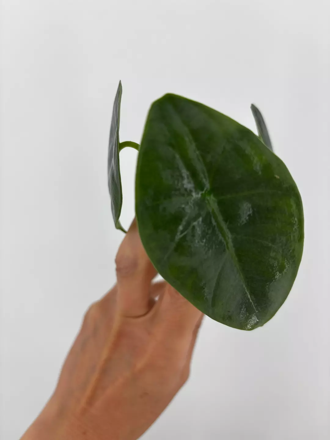 Hard to find! Alocasia Perakensis Plant # 489 thumbnail