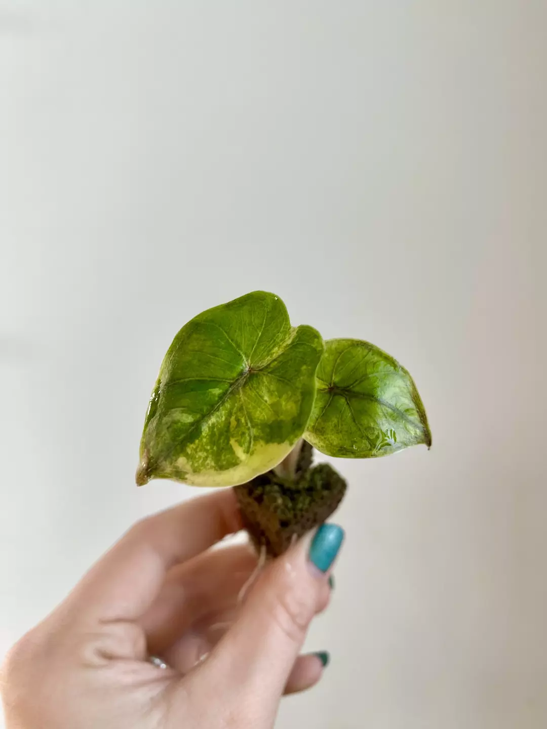 Alocasia Yucatan Princess 7065 thumbnail