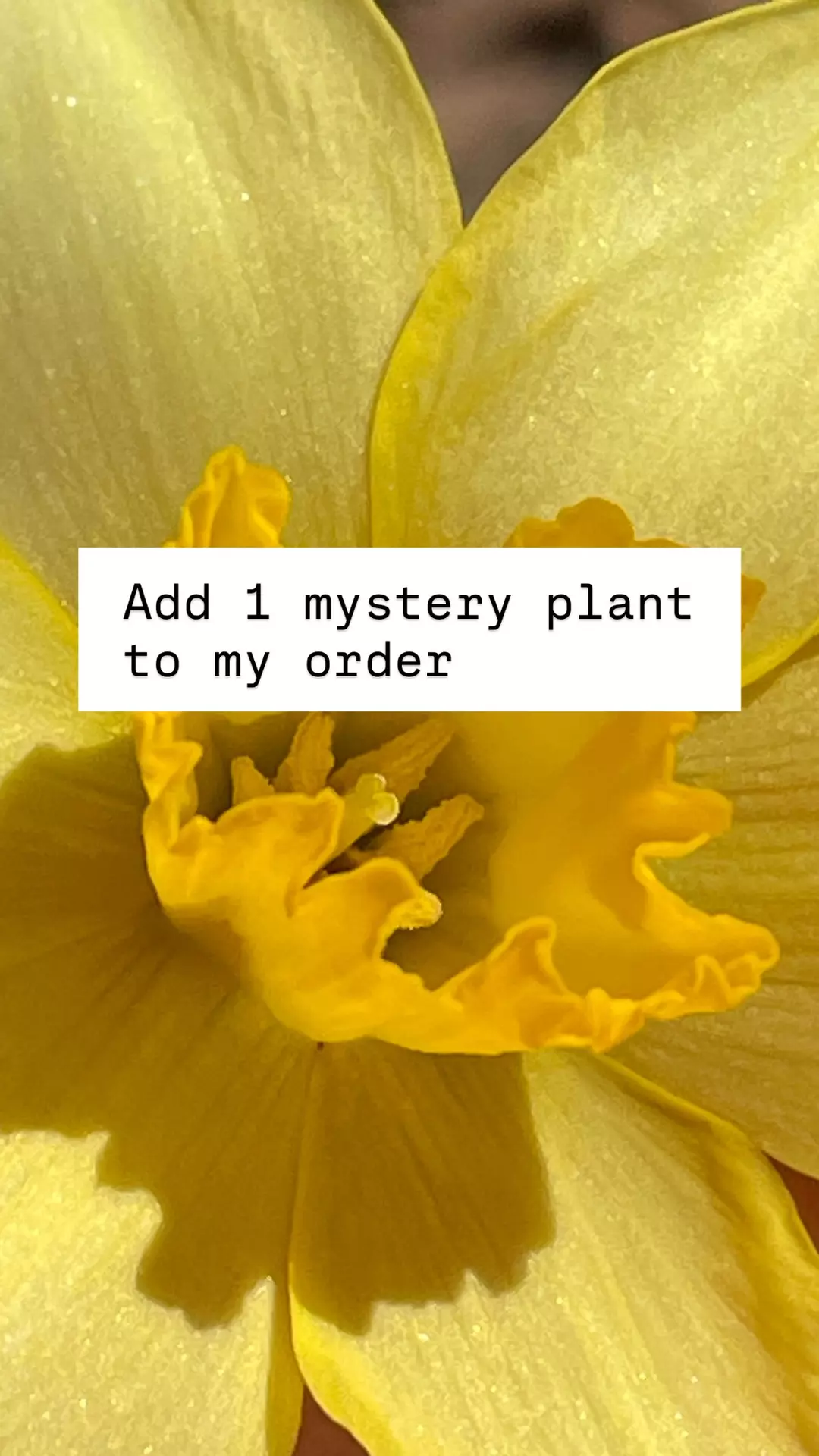 Add 1 mystery plant > up to 2 PER ORDER thumbnail