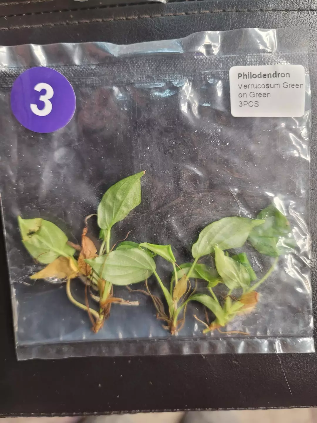 Ptc3 verracosum green on green 3 pk thumbnail