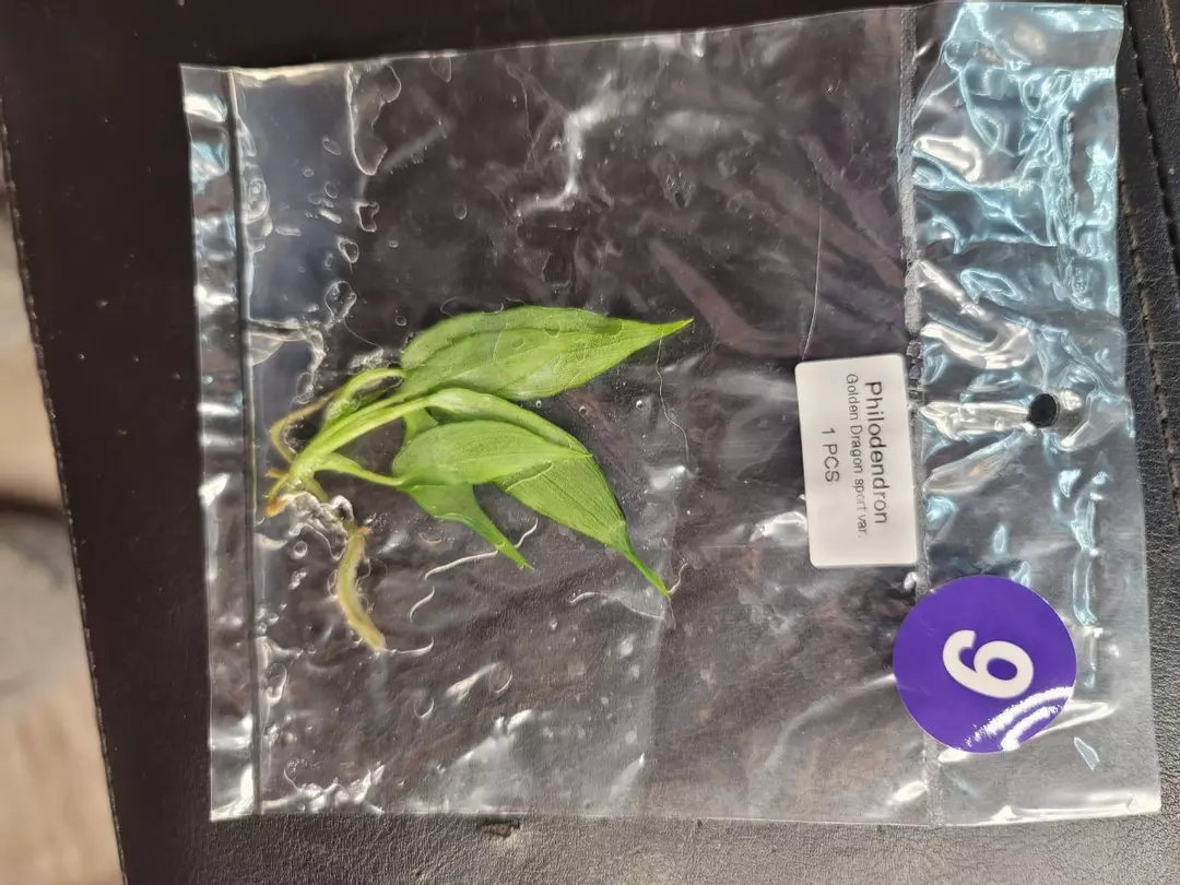 Ptc8 philodendron golden dragon sport var thumbnail