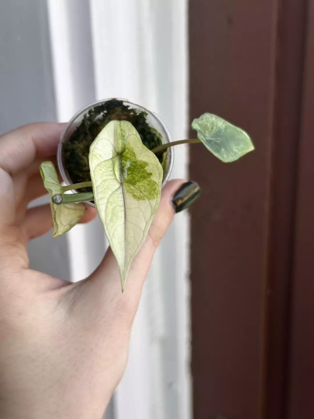 Scalprum mint thumbnail