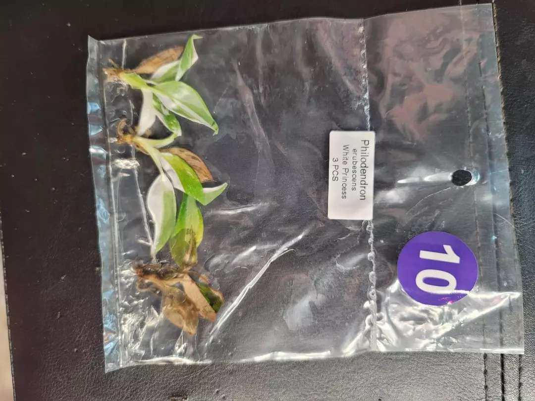 Ptc10 philo white princess 3 pk with brown leaves thumbnail