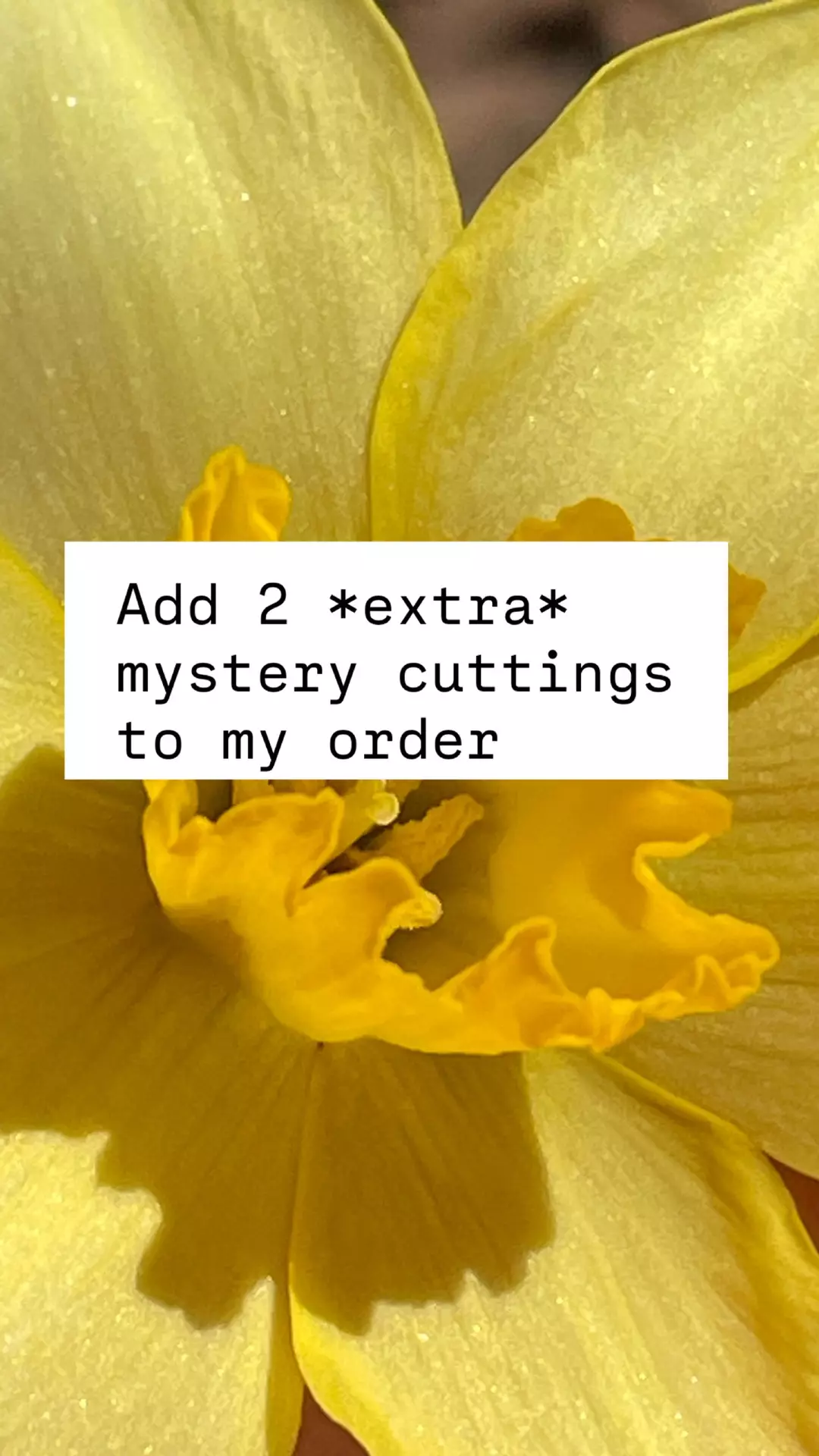 Add 2 extra cuttings > NO LIMIT per order thumbnail