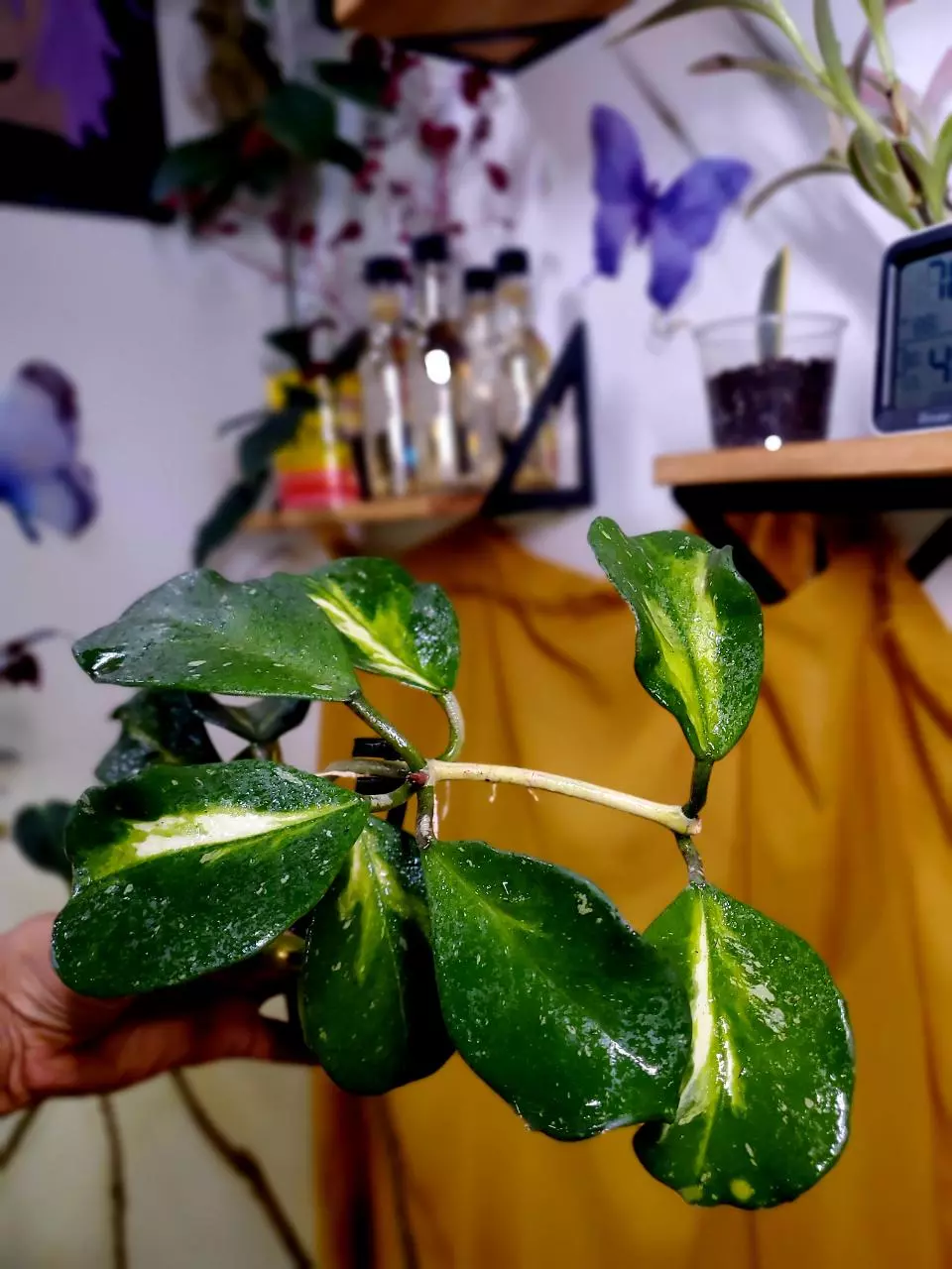 Hoya Obovata Variegated 🪴 BIG ✨️ Rooted Starter Plant thumbnail