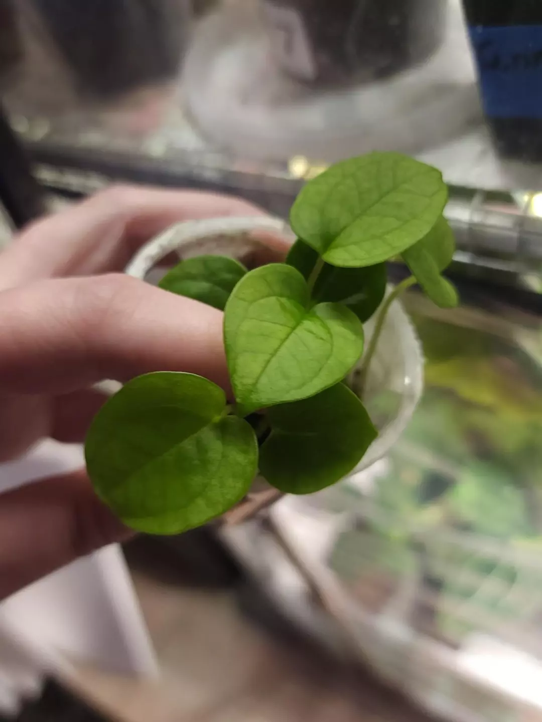 Mystery Seedling Bundle of 3 $120-$160 VALUE! thumbnail